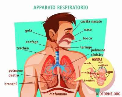 L Apparato Respiratorio Uno Schema Riassuntivo Bioforme