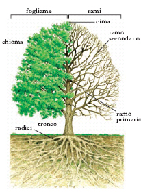 Il tronco di legno e la sua struttura: dalla corteccia al midollo