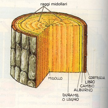 Il tronco di legno e la sua struttura: dalla corteccia al midollo